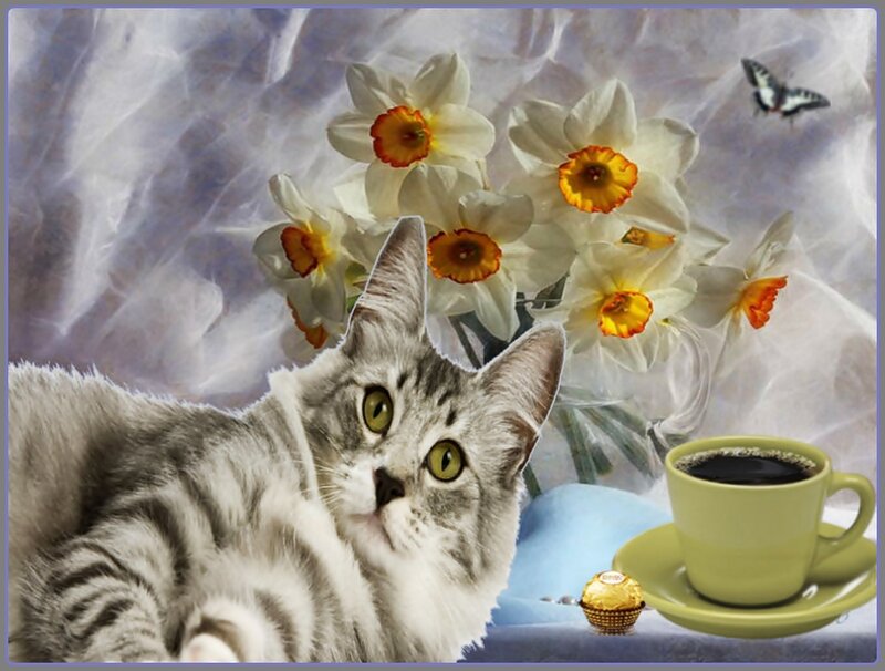 Silver Tabby Cat — White, Serene