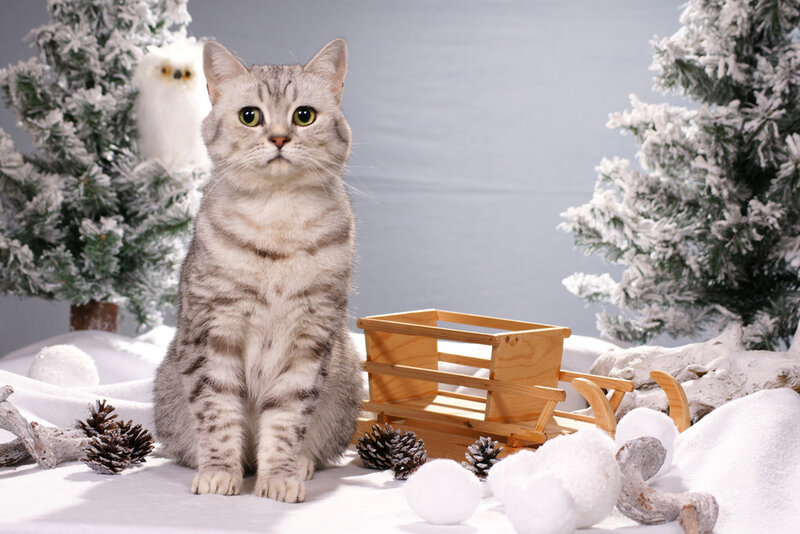 Silver Tabby Cat — White
