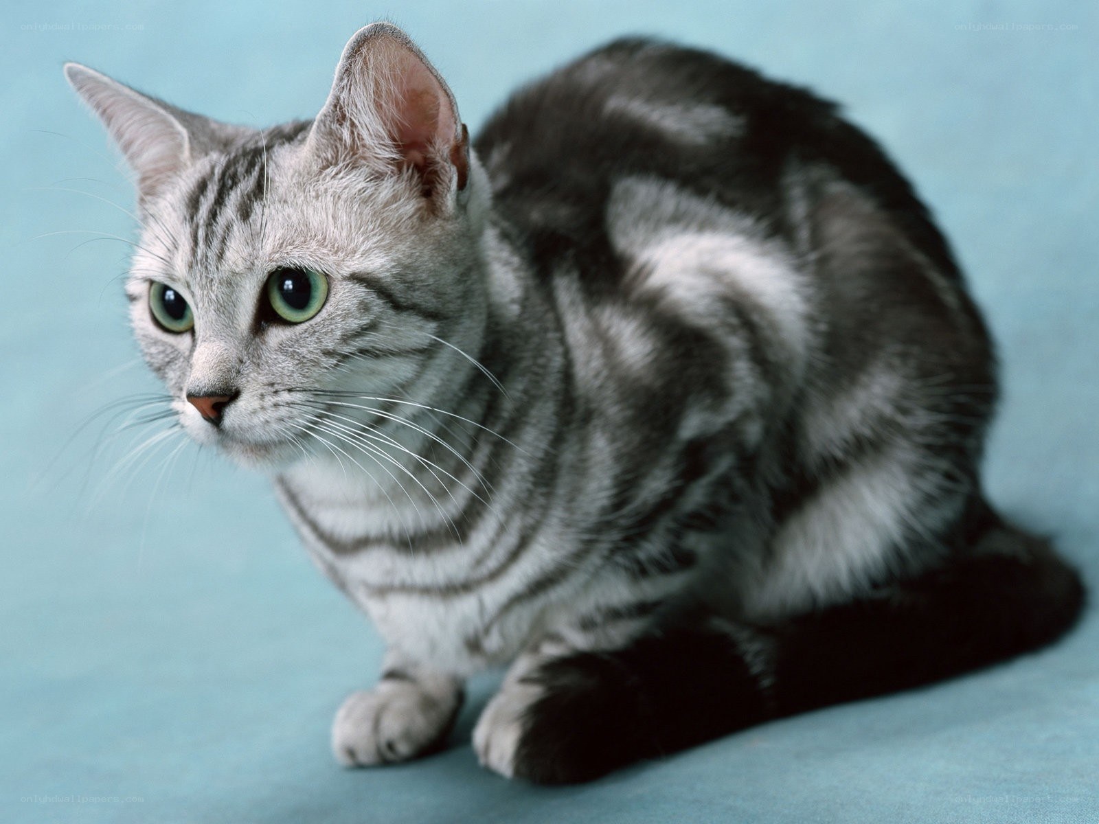 silver tabby cat with green eyes