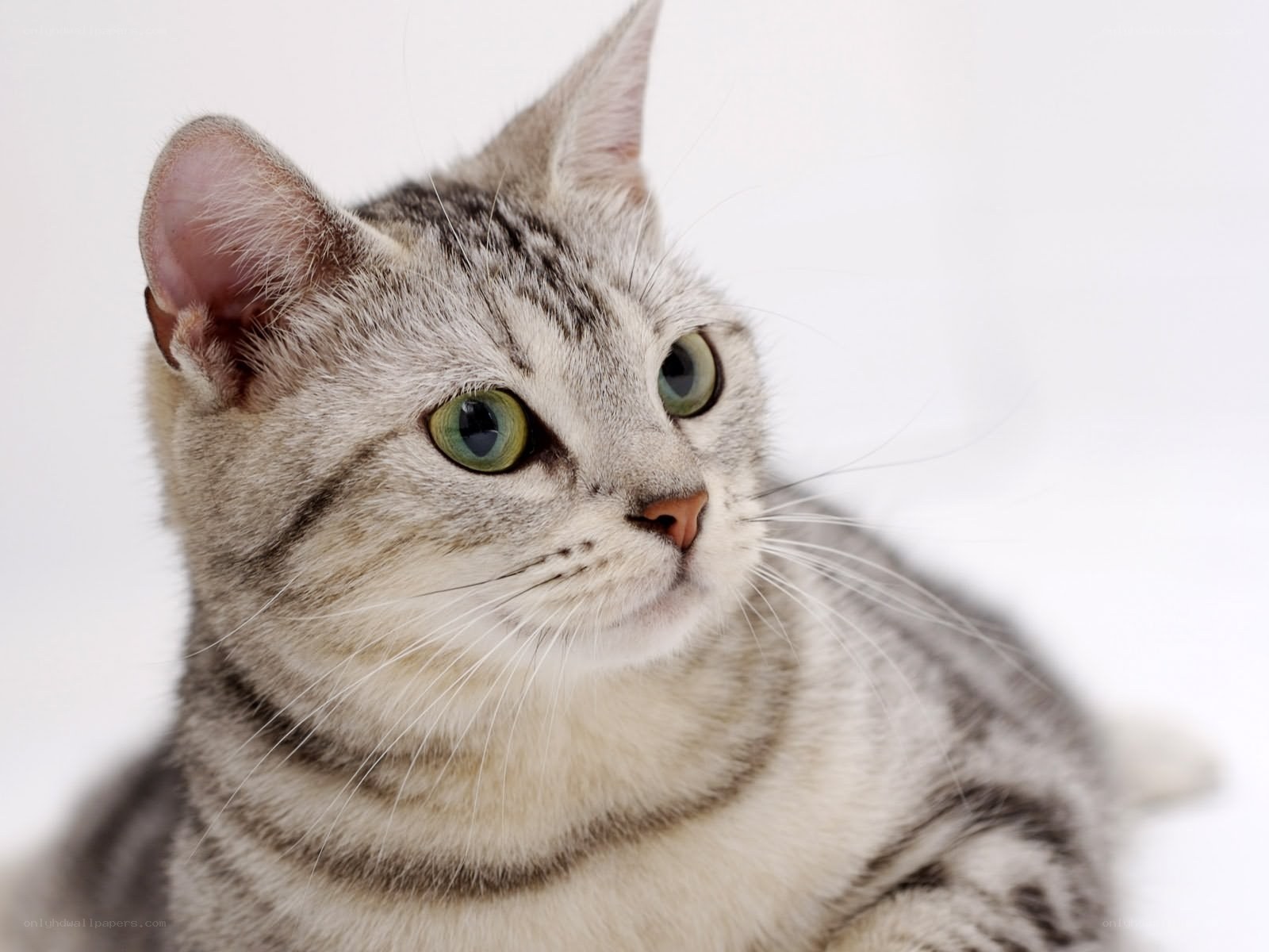 silver tabby cat with green eyes