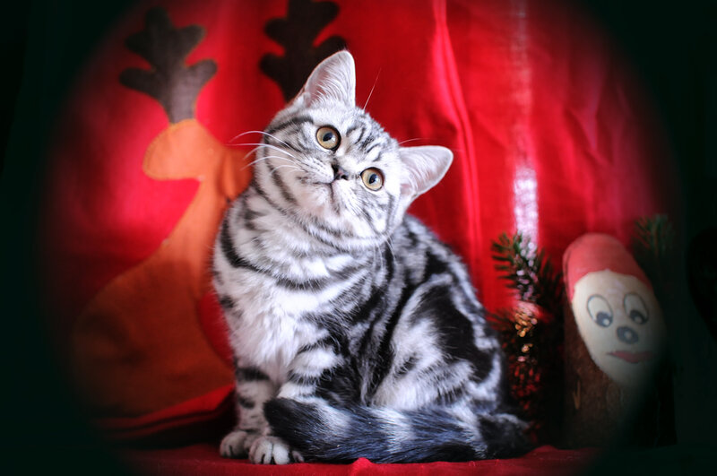 silver tabby cat with reindeer