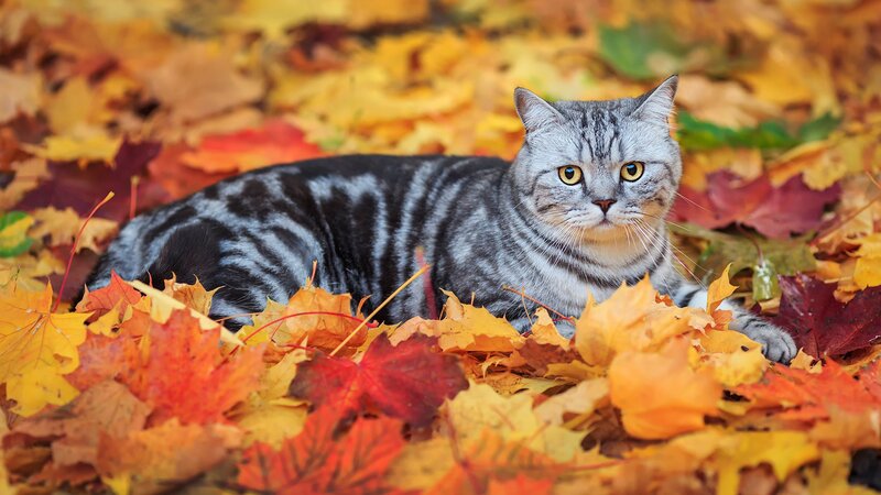 Silver Tabby Cat — Yellow, Calm, Autumn, Photograph
