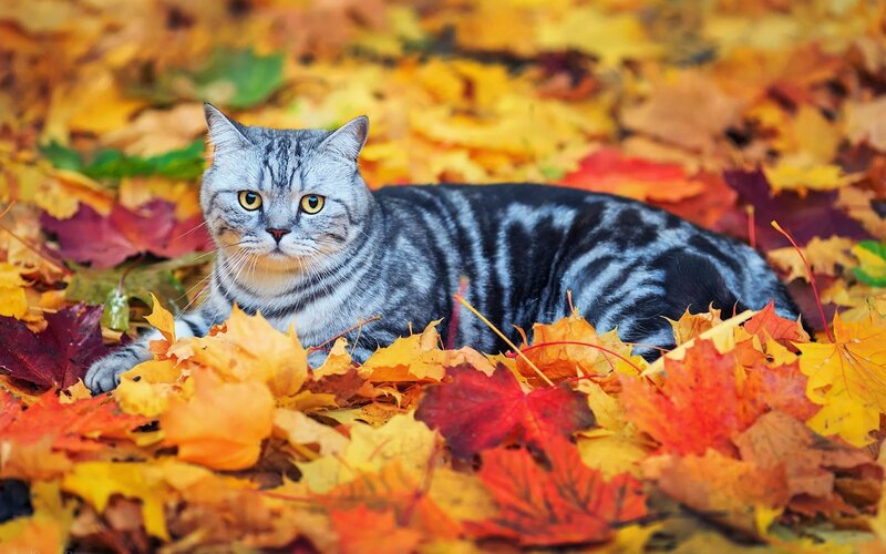 Silver Tabby Cat — Yellow, Calm, Autumn