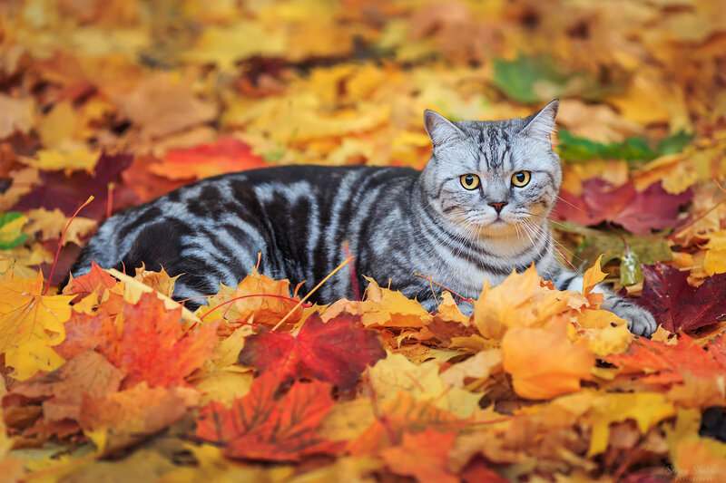 Silver Tabby Cat — Yellow, Calm