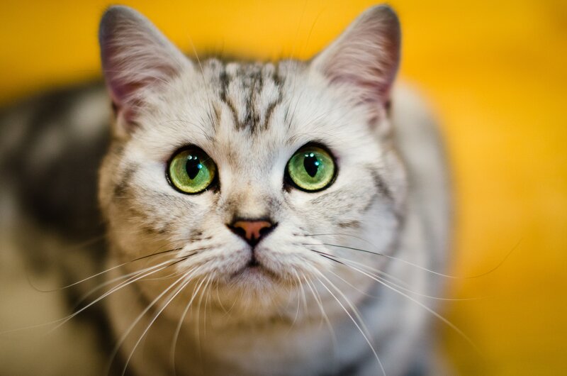 Silver Tabby Cat — Yellow, Curious