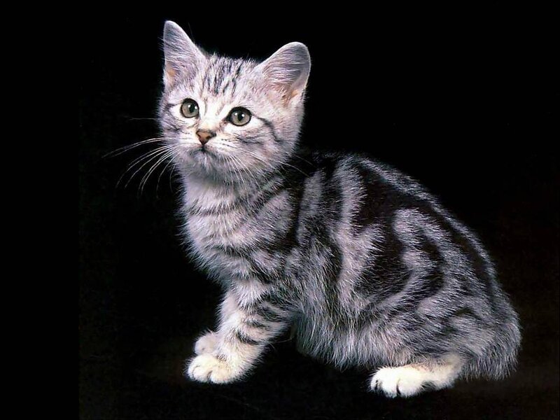 silver tabby kitten