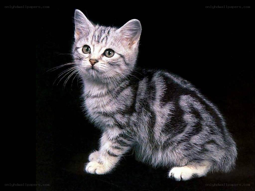 silver tabby kitten