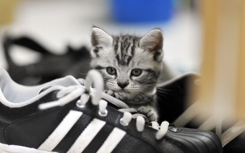 Silver Tabby Kitten — Black, Curious