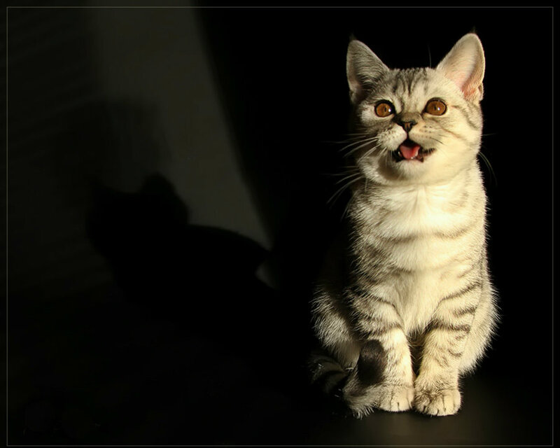 Silver Tabby Kitten — Black, Dramatic