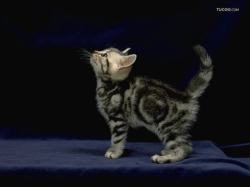 Silver Tabby Kitten — Black