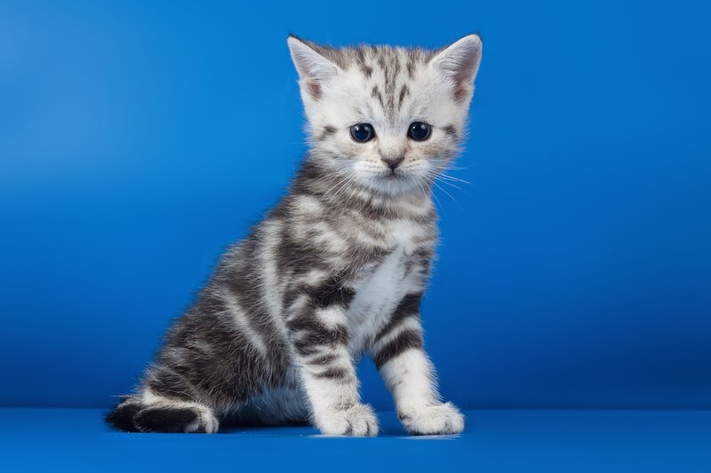 Silver Tabby Kitten — Blue, Calm, Photograph, Blue Background