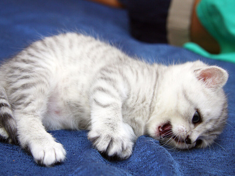 Silver Tabby Kitten — Blue, Calm, Photograph, Blue Blanket