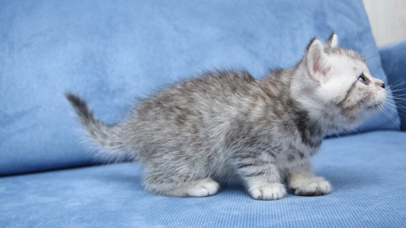 Silver Tabby Kitten — Blue, Calm, Photograph, Blue Couch