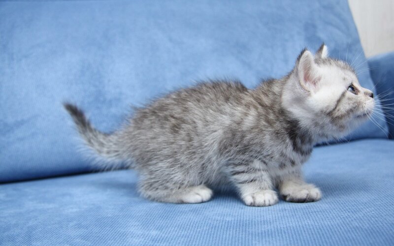 Silver Tabby Kitten — Blue, Calm, Photograph, Couch