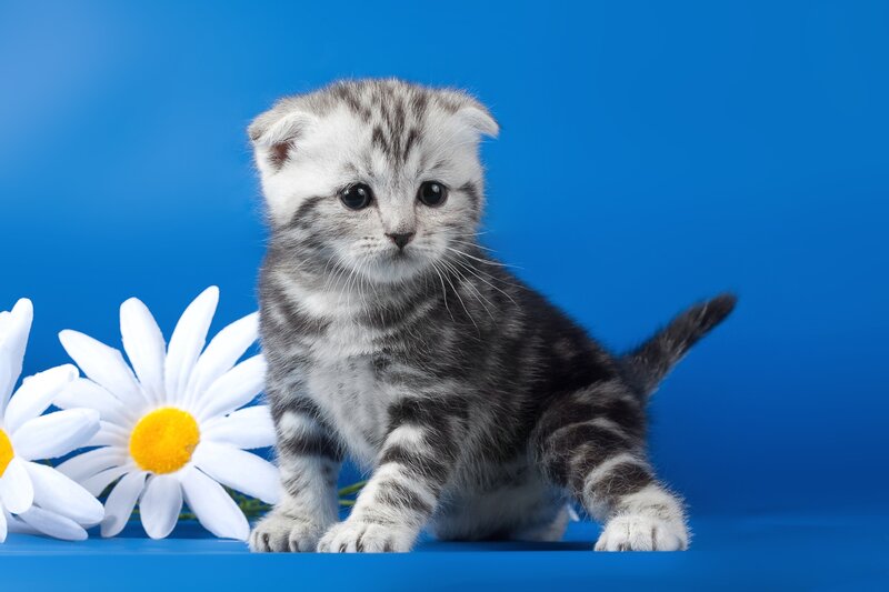 Silver Tabby Kitten — Blue, Calm, Photograph, Daisy