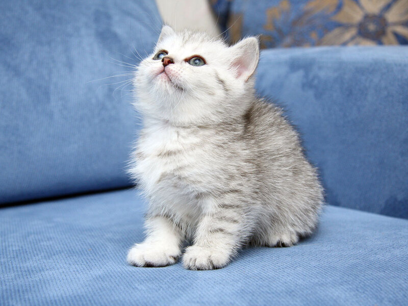 Silver Tabby Kitten — Blue, Calm, Photograph