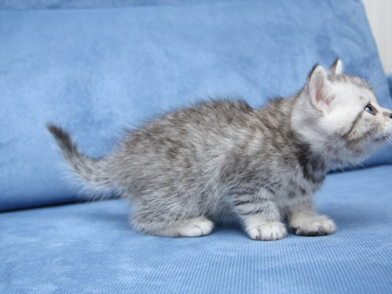 Silver Tabby Kitten — Blue, Calm