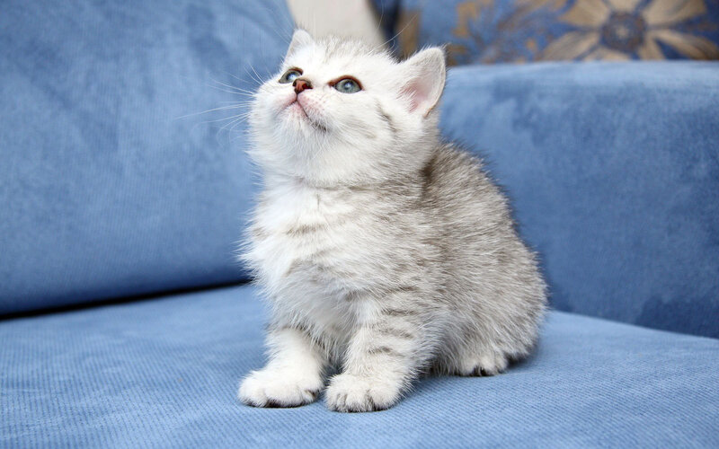 Silver Tabby Kitten — Blue, Curious
