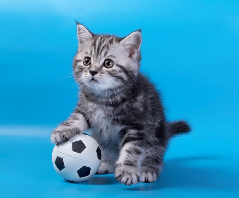 Silver Tabby Kitten — Blue, Playful