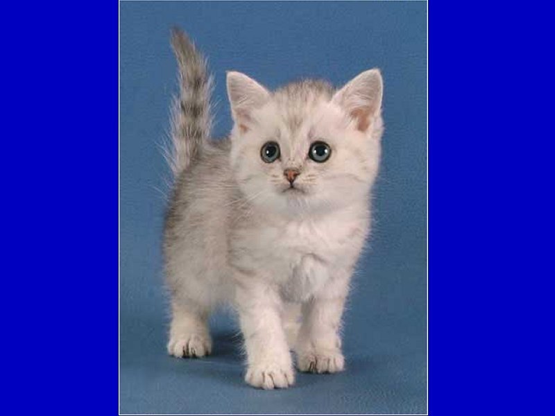 Silver Tabby Kitten — Blue