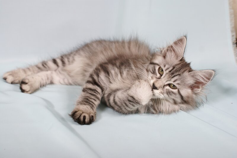 Silver Tabby Kitten — Cat