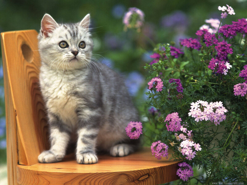 Silver Tabby Kitten — Gray, Calm, Afternoon, Photograph