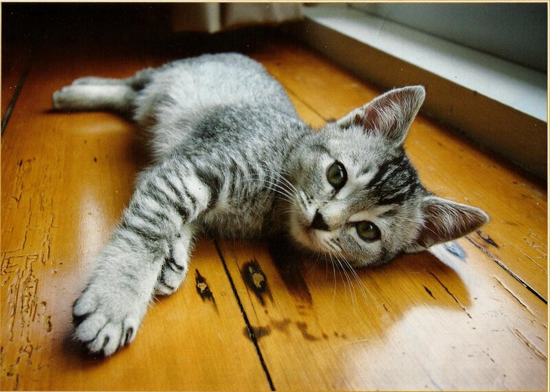 Silver Tabby Kitten — Gray, Calm, Afternoon, Photograph, Wooden Floor