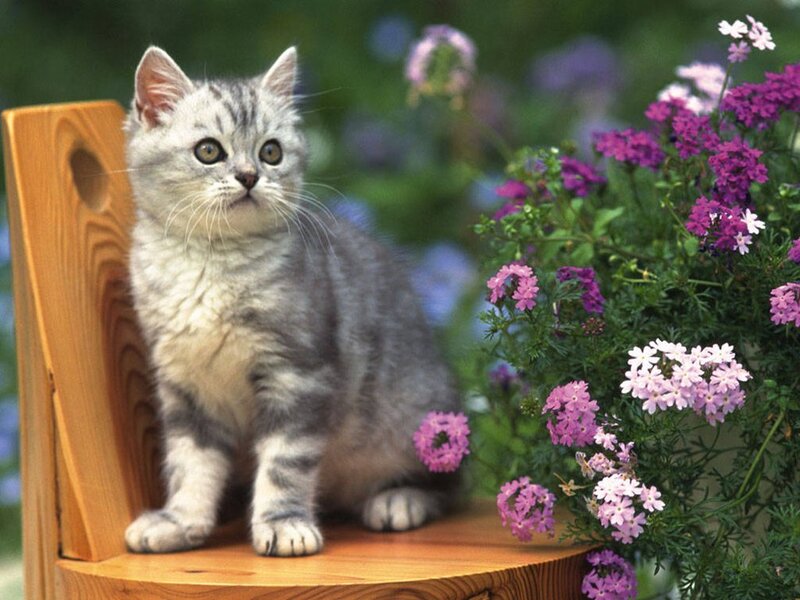 Silver Tabby Kitten — Gray, Calm, Afternoon