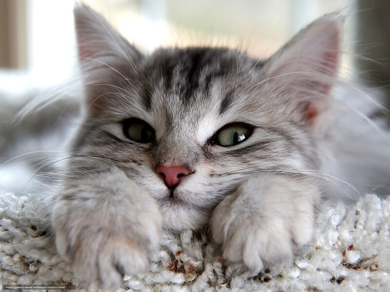 Silver Tabby Kitten — Gray, Calm, Morning, Photograph