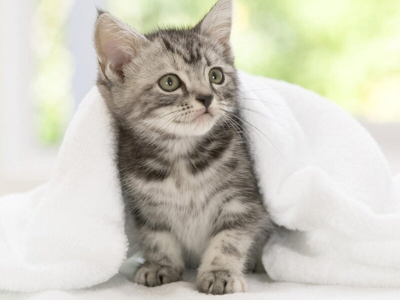 Silver Tabby Kitten — Gray, Calm, Morning
