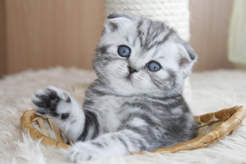 Silver Tabby Kitten — Gray, Calm, Photograph, Basket
