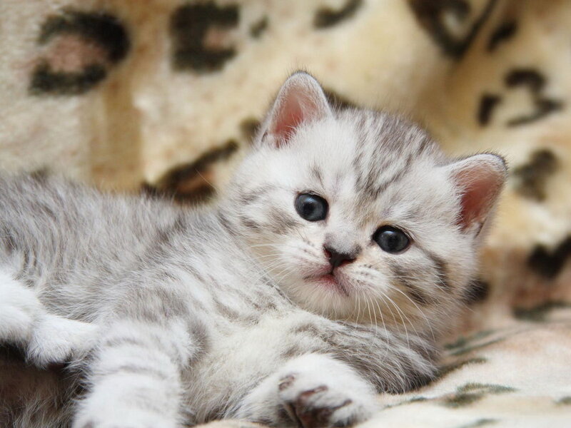 Silver Tabby Kitten — Gray, Calm, Photograph, Blanket