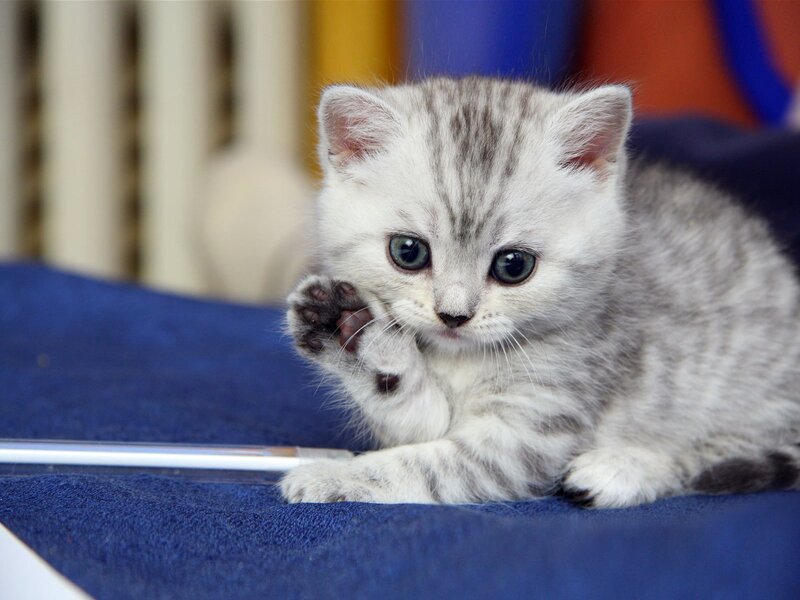Silver Tabby Kitten — Gray, Calm, Photograph, Blue Fabric, Paw, Eyes, Blue, White