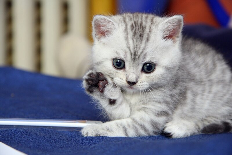 Silver Tabby Kitten — Gray, Calm, Photograph, Blue Fabric, Paw, Eyes