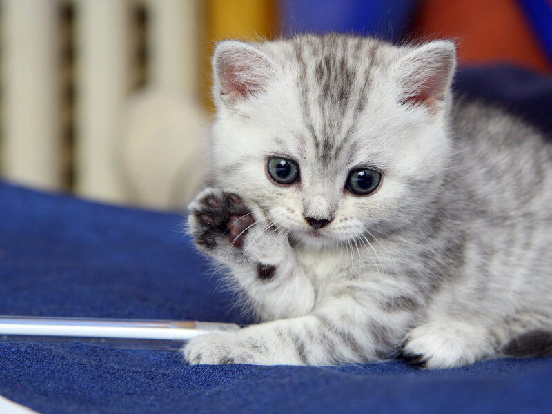 Silver Tabby Kitten — Gray, Calm, Photograph, Blue Fabric