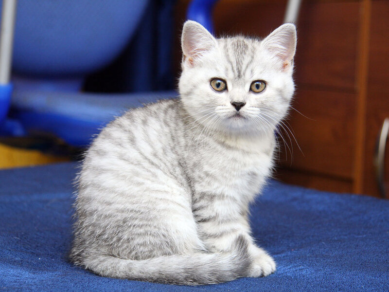 Silver Tabby Kitten — Gray, Calm, Photograph, Blue Surface