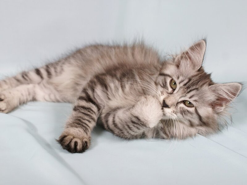 Silver Tabby Kitten — Gray, Calm, Photograph, Cat, Blanket