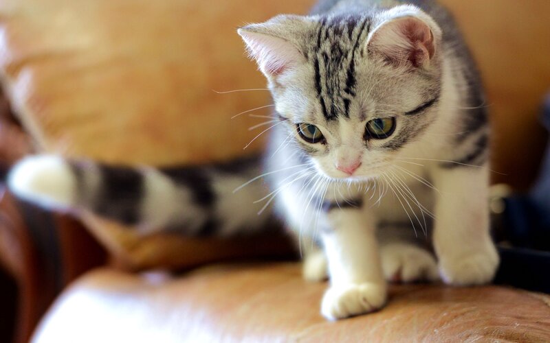 Silver Tabby Kitten — Gray, Calm, Photograph, Cat, Couch