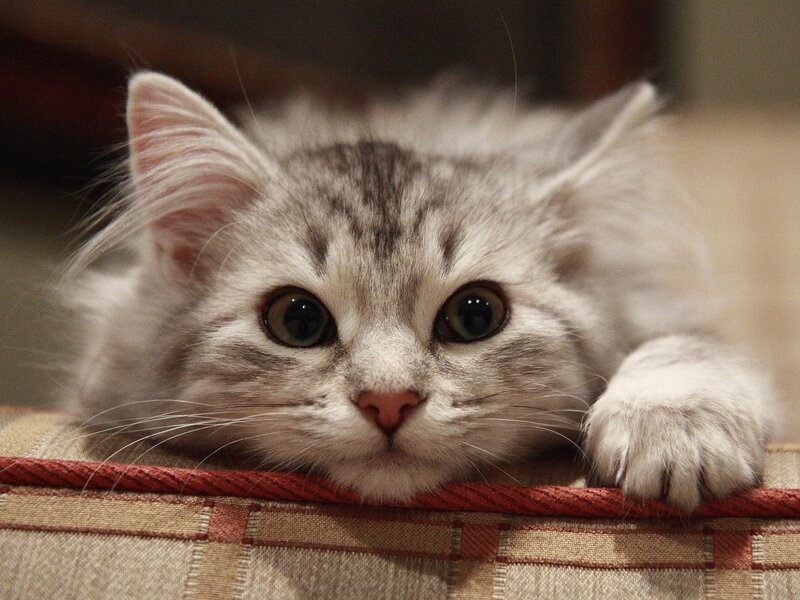 Silver Tabby Kitten — Gray, Calm, Photograph, Cat, Cushion