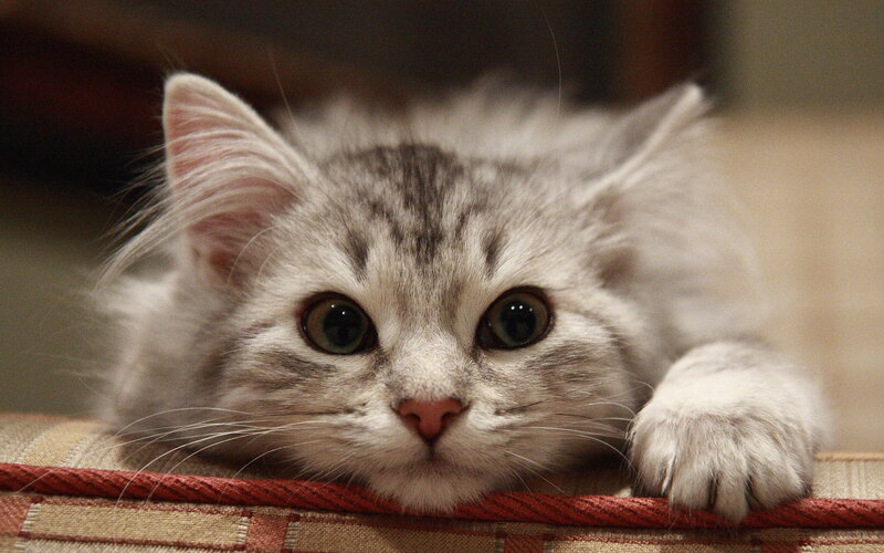 Silver Tabby Kitten — Gray, Calm, Photograph, Cat, Paw