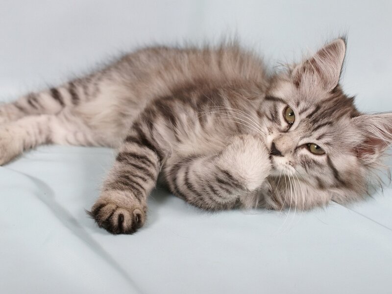 Silver Tabby Kitten — Gray, Calm, Photograph, Cat