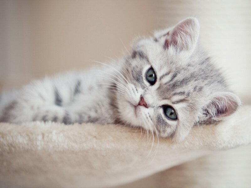 Silver Tabby Kitten — Gray, Calm, Photograph, Cat, Whiskers, Soft Surface
