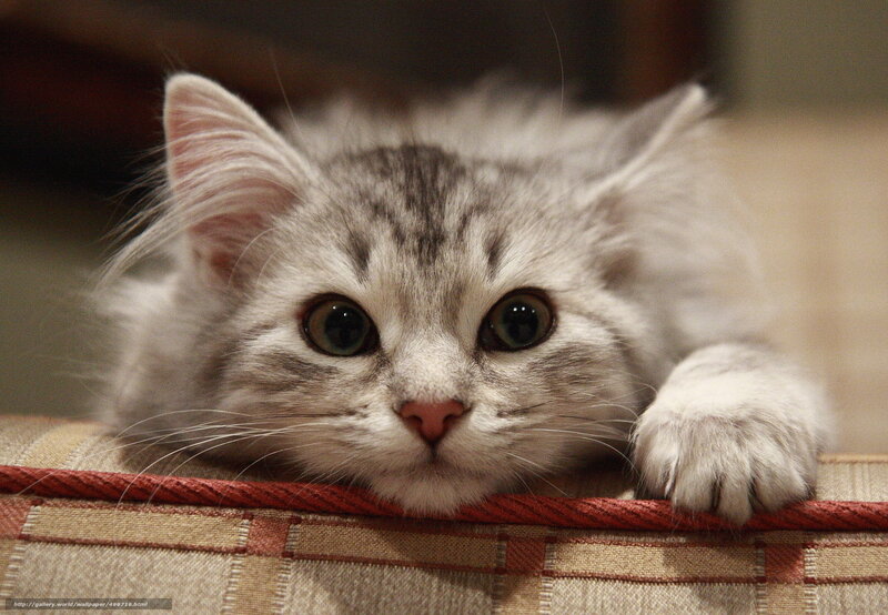 Silver Tabby Kitten — Gray, Calm, Photograph, Cushion, Paw