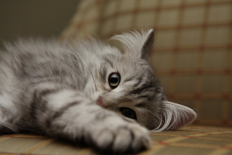 Silver Tabby Kitten — Gray, Calm, Photograph, Cushion