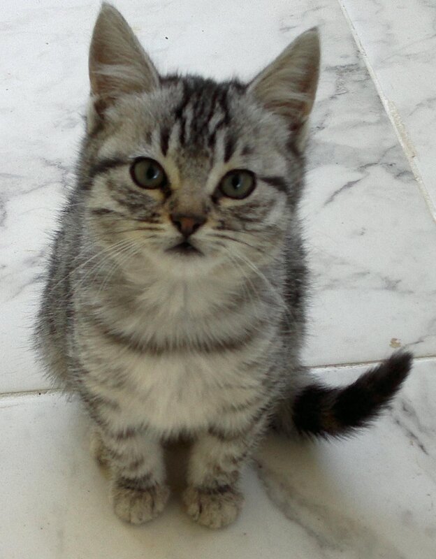 Silver Tabby Kitten — Gray, Calm, Photograph, Floor