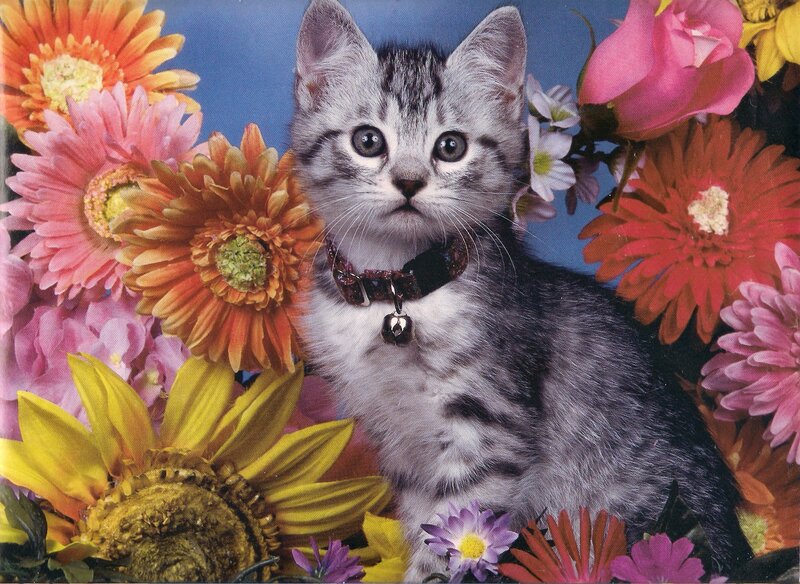 Silver Tabby Kitten — Gray, Calm, Photograph, Flowers