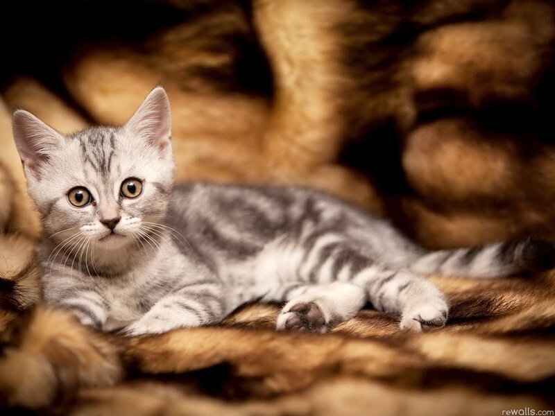 Silver Tabby Kitten — Gray, Calm, Photograph, Fur