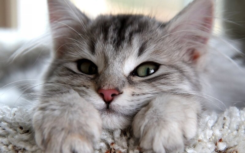 Silver Tabby Kitten — Gray, Calm, Photograph, Paws, Knit Surface