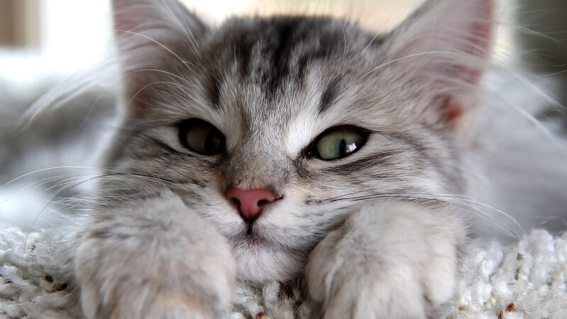 Silver Tabby Kitten — Gray, Calm, Photograph, Paws, Whiskers