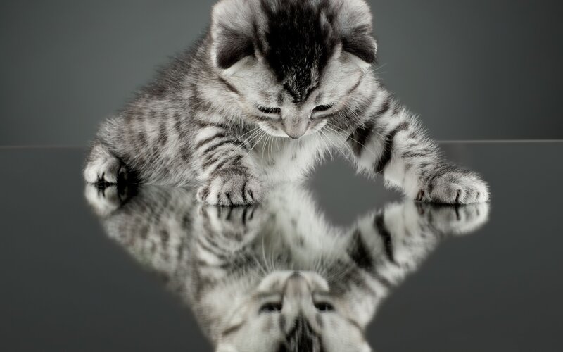 Silver Tabby Kitten — Gray, Calm, Photograph, Reflection, Gray Background